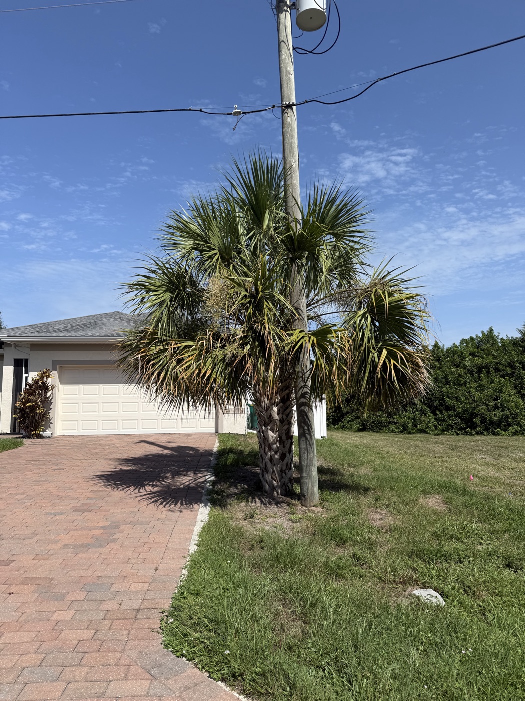 Overgrown front-yard palm with dead fronds before service