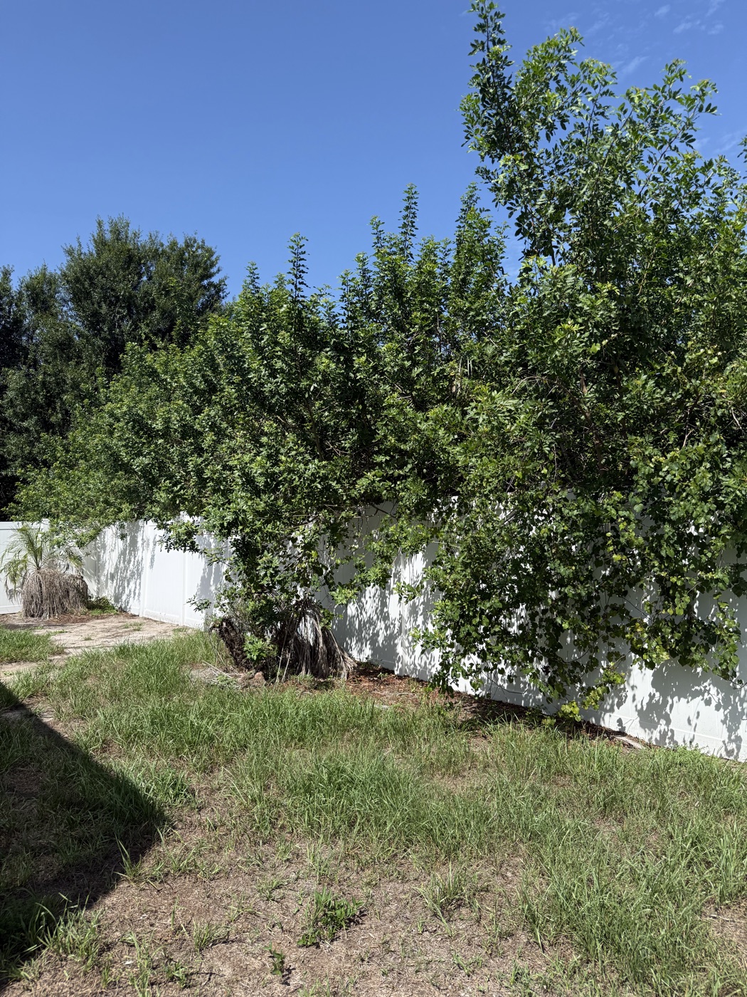 Backyard trees overgrown across the fence line before trimming